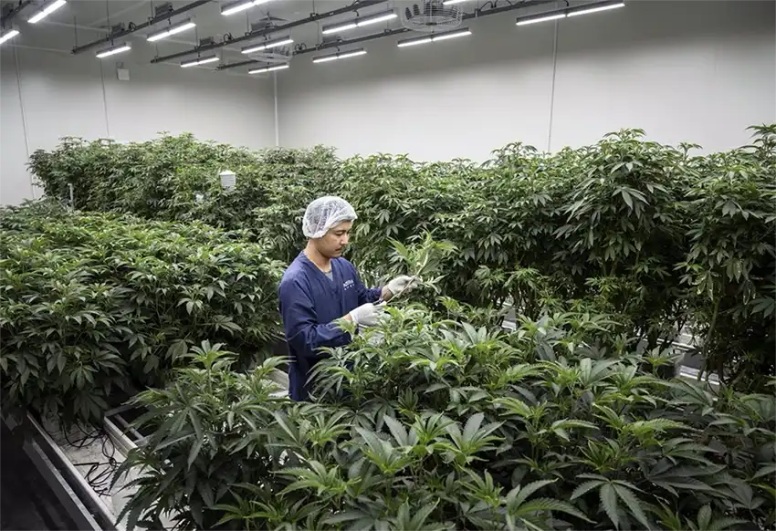 RSA Initiative: Major Cannabis Summit Set for October